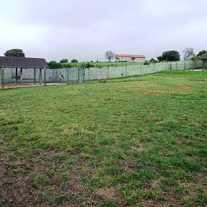 Przewalski's Horse Paddock at Santillana del Mar, 13/06/15