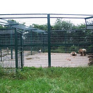 Brown Bear Enclosure at Santillana del Mar, 13/06/15