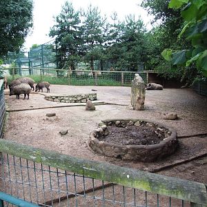 Wild Boar Enclosure at Santillana del Mar, 13/06/15