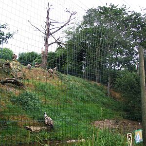 Vulture Enclosure at Santillana del Mar, 13/06/15