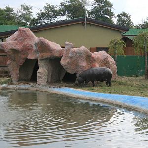 pigmy hippo exhibit 2015