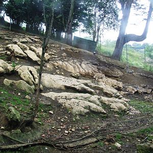 Spanish Ibex Enclosure at Santillana del Mar, 13/06/15