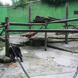 Chimp Enclosure at Santillana del Mar, 13/06/15