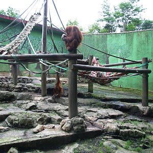 Sumatran Orang-utan Enclosure at Santillana del Mar, 13/06/15