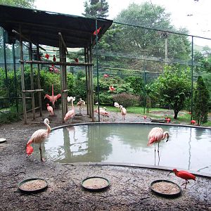 Flamingo and Ibis Aviary at Santillana del Mar, 13/06/15