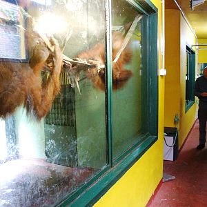 Ape House Interior at Santillana del Mar, 13/06/15