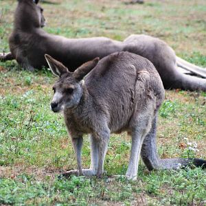 Eastern Grey Kangaroo at Nuremberg, 04/09/15
