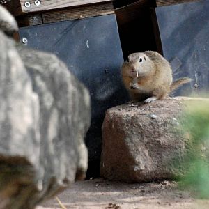 European Souslik at Nuremberg, 04/09/15