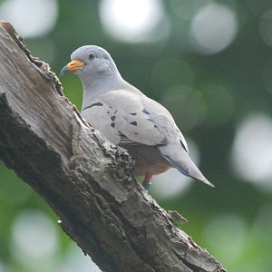 Croaking Ground-Dove at Nuremberg, 04/09/15