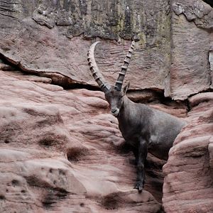 Alpine Ibex at Nuremberg, 04/09/15