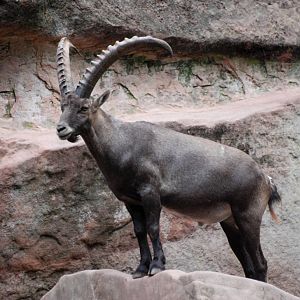 Alpine Ibex at Nuremberg, 04/09/15