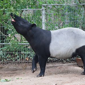 Malayan Tapir at Nuremberg, 04/09/15