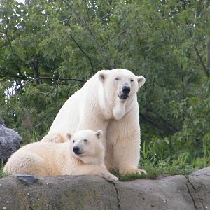 Polar bears