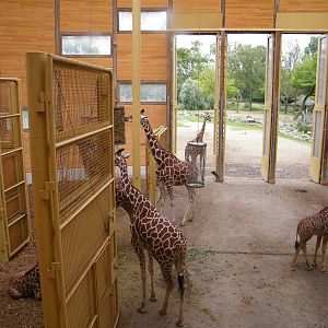 Giraffe house