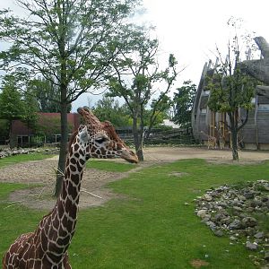 Giraffe enclosure