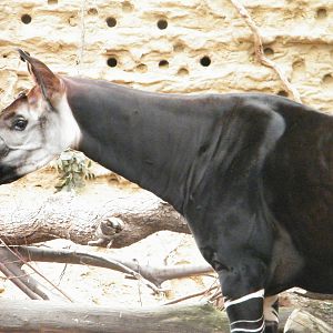 Okapi