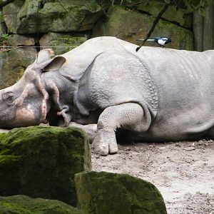 Rhino