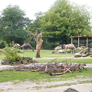Camel paddock