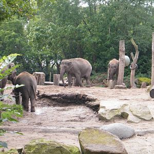 Elephant herd