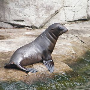 Baby sealion