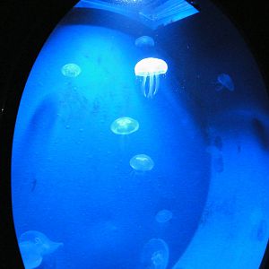 Jelly fish tank
