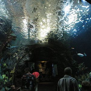 Amazon river tank