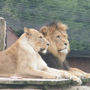 King and queen of essex