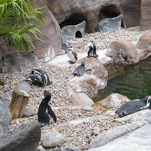 Penguins