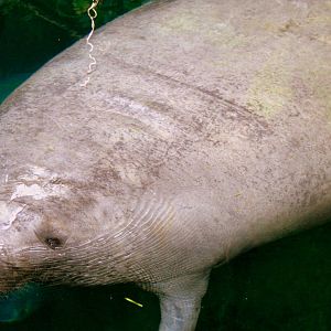 Manatee; Nuremberg; 8th September 2015
