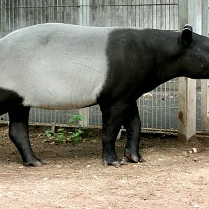 Malayan tapir; Nuremberg; 8th September 2015