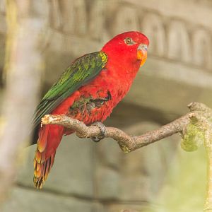 Yellow Backed Chattering Lory