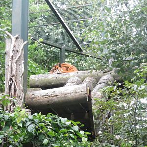 Sumatran Tiger 240815
