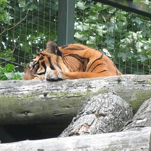 Sumatran Tiger 240815