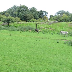 African Plains 240815