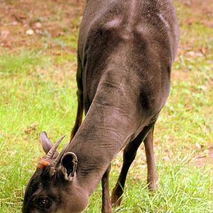 Yellow-backed duiker; Nuremberg; 8th September 2015