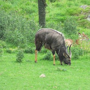 Lowland Nyala 240815