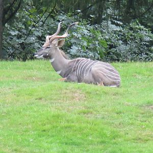 Lesser Kudu 240815