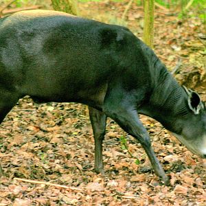 Yellow-backed duiker; Nuremberg; 8th September 2015