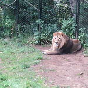 Asiatic Lion 240815