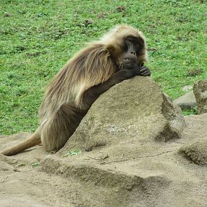 Gelada 240815
