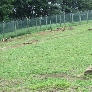 Gelada enclosure 240815