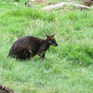 Swamp Wallaby 240815