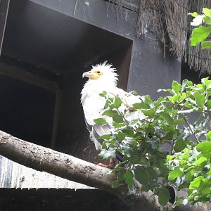 Egyptian Vulture 240815