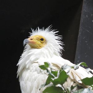 Egyptian Vulture 240815