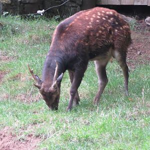 Visayan Spotted Deer 240815