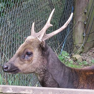 Visayan Spotted Deer 240815