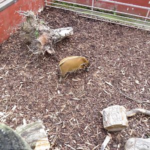 Red River Hog 240815