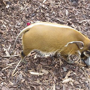 Red River Hog 240815