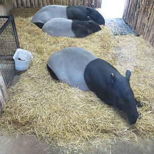 Malayan Tapirs 240815