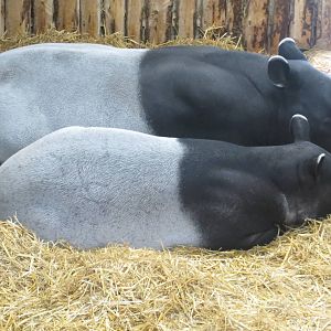 Malayan Tapirs 240815